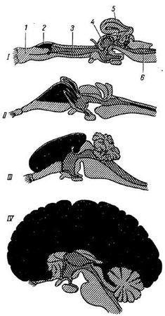 Михаил Привес, Николай Лысенков и др. - Анатомия человека