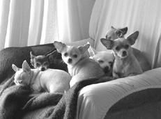 Линиза Жалпанова - Чихуахуа