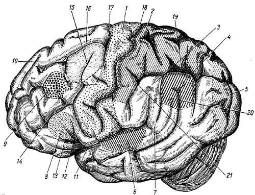 Михаил Привес, Николай Лысенков и др. - Анатомия человека
