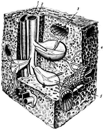 Михаил Привес, Николай Лысенков и др. - Анатомия человека