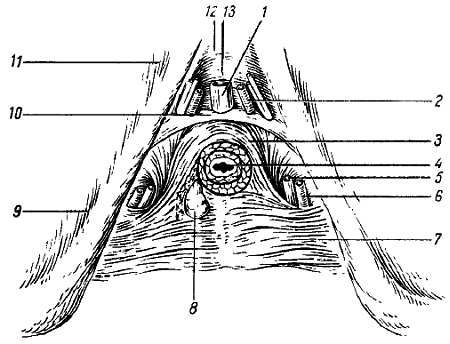 Михаил Привес, Николай Лысенков и др. - Анатомия человека