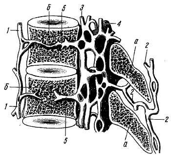 Михаил Привес, Николай Лысенков и др. - Анатомия человека