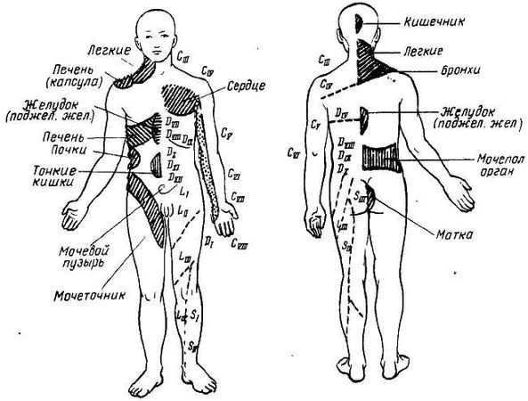 Михаил Привес, Николай Лысенков и др. - Анатомия человека
