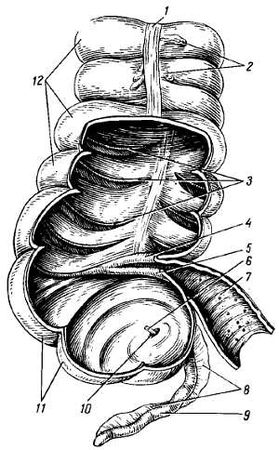 Михаил Привес, Николай Лысенков и др. - Анатомия человека