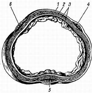 Михаил Привес, Николай Лысенков и др. - Анатомия человека