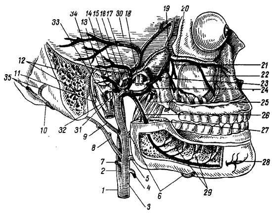Михаил Привес, Николай Лысенков и др. - Анатомия человека