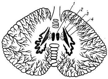 Михаил Привес, Николай Лысенков и др. - Анатомия человека