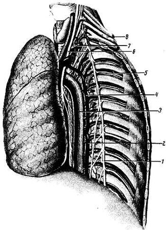 Михаил Привес, Николай Лысенков и др. - Анатомия человека