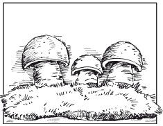 Наталья Дмитриева - Поделки из природных материалов