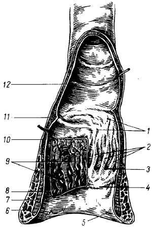 Михаил Привес, Николай Лысенков и др. - Анатомия человека