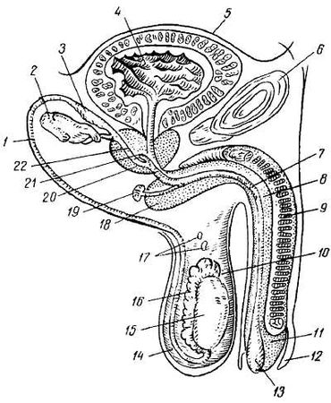 Михаил Привес, Николай Лысенков и др. - Анатомия человека