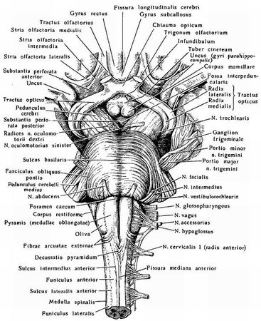 Михаил Привес, Николай Лысенков и др. - Анатомия человека