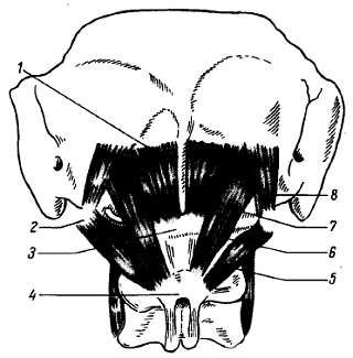 Михаил Привес, Николай Лысенков и др. - Анатомия человека