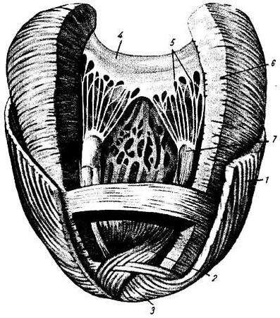 Михаил Привес, Николай Лысенков и др. - Анатомия человека
