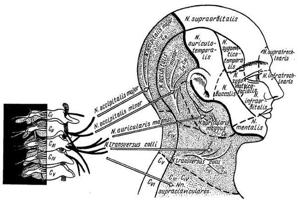 Михаил Привес, Николай Лысенков и др. - Анатомия человека
