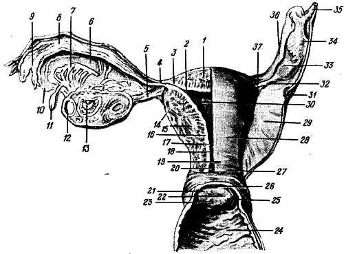 Михаил Привес, Николай Лысенков и др. - Анатомия человека