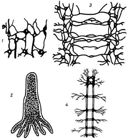 Михаил Привес, Николай Лысенков и др. - Анатомия человека