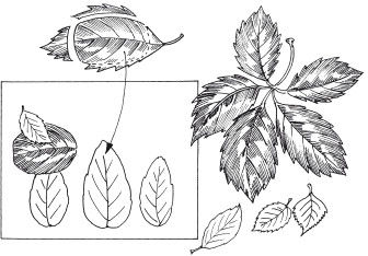 Наталья Дмитриева - Поделки из природных материалов