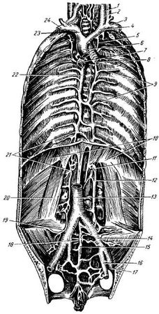 Михаил Привес, Николай Лысенков и др. - Анатомия человека