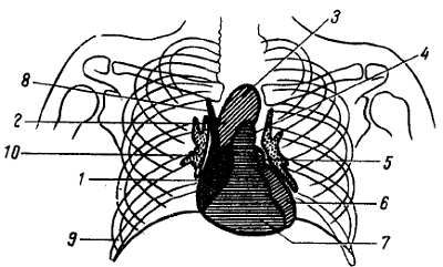 Михаил Привес, Николай Лысенков и др. - Анатомия человека