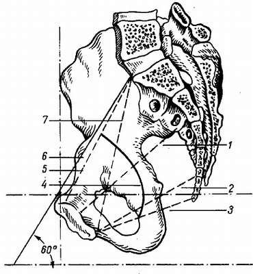 Михаил Привес, Николай Лысенков и др. - Анатомия человека