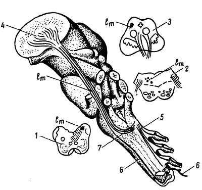 Михаил Привес, Николай Лысенков и др. - Анатомия человека