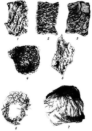 Михаил Привес, Николай Лысенков и др. - Анатомия человека