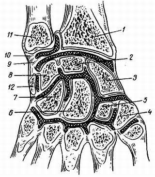 Михаил Привес, Николай Лысенков и др. - Анатомия человека