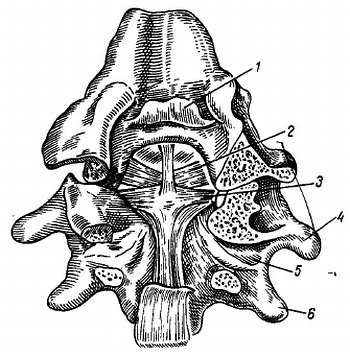 Михаил Привес, Николай Лысенков и др. - Анатомия человека