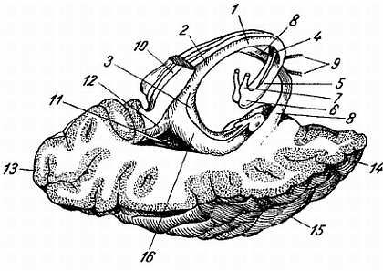 Михаил Привес, Николай Лысенков и др. - Анатомия человека