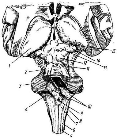 Михаил Привес, Николай Лысенков и др. - Анатомия человека