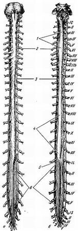 Михаил Привес, Николай Лысенков и др. - Анатомия человека