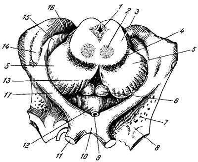 Михаил Привес, Николай Лысенков и др. - Анатомия человека