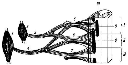 Михаил Привес, Николай Лысенков и др. - Анатомия человека
