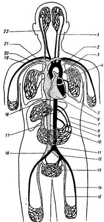 Михаил Привес, Николай Лысенков и др. - Анатомия человека