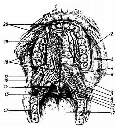 Михаил Привес, Николай Лысенков и др. - Анатомия человека