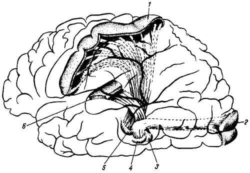 Михаил Привес, Николай Лысенков и др. - Анатомия человека