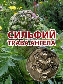 читать Сильфий - трава ангела