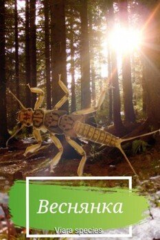 читать Веснянка