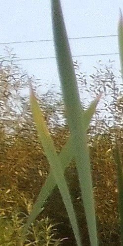 читать Пришла война...