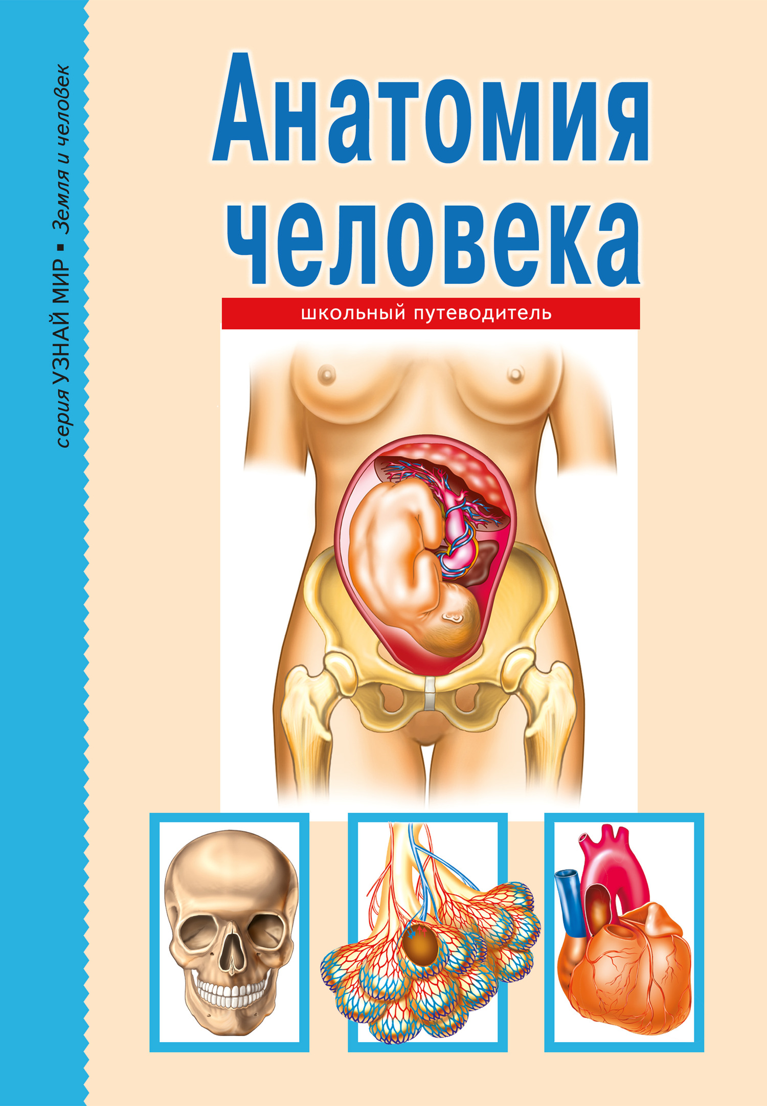 читать Анатомия человека