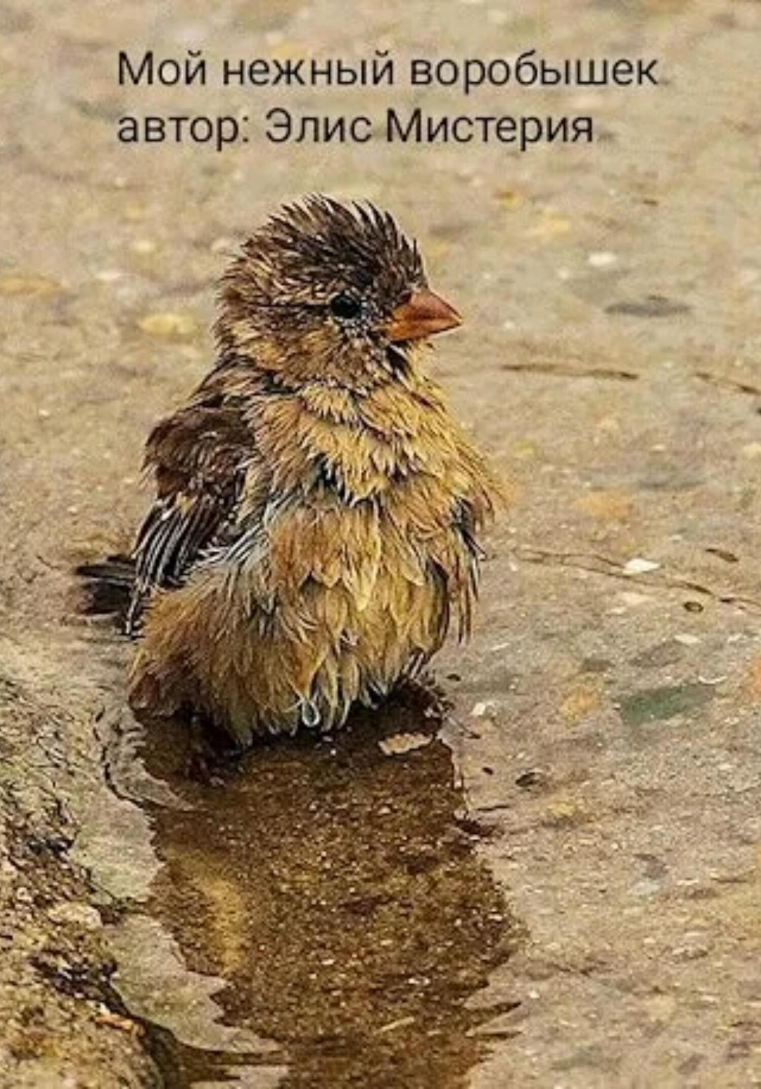 читать Мой нежный воробышек