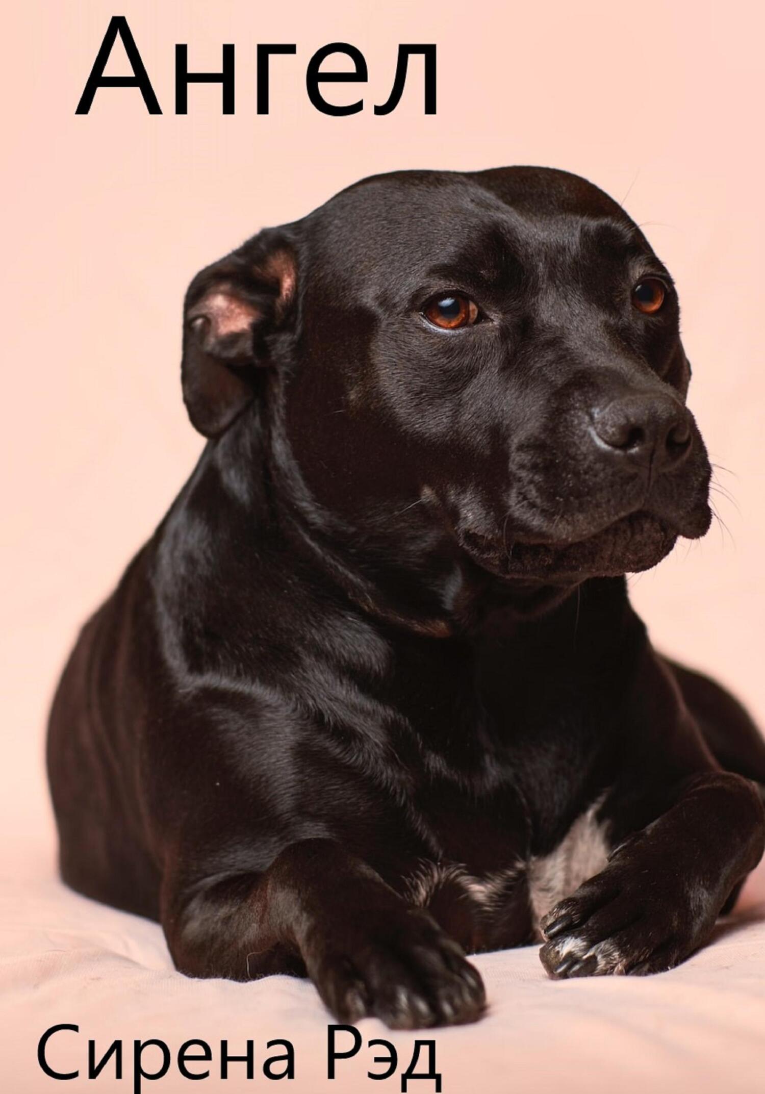 читать Ангел