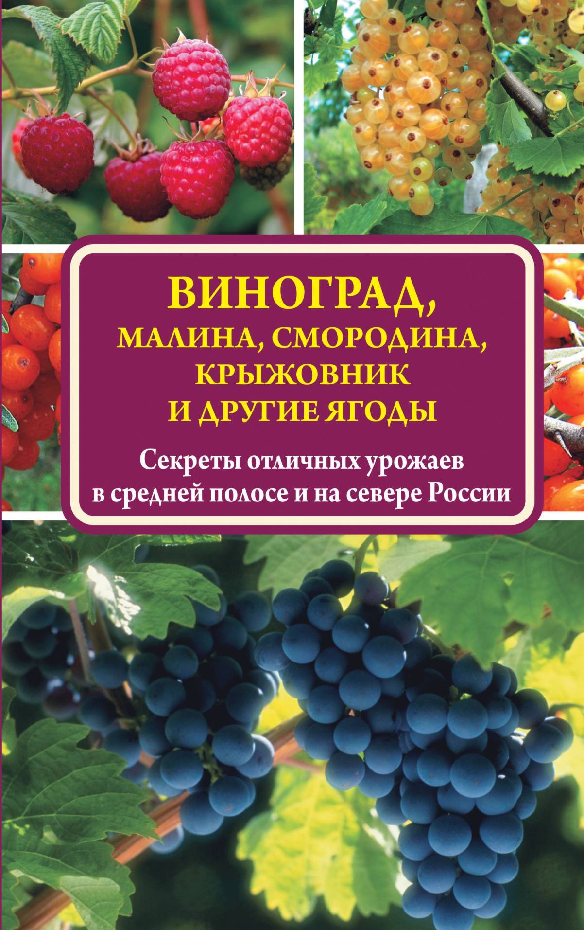 читать Виноград, малина, смородина, крыжовник и другие ягоды