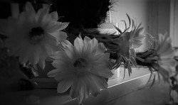 читать Вселенная. Тихой поступью кошачьей лапкой