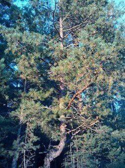 читать Отскок