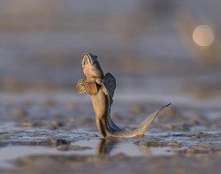 читать Рыбы  летуны, прыгуны и акробаты