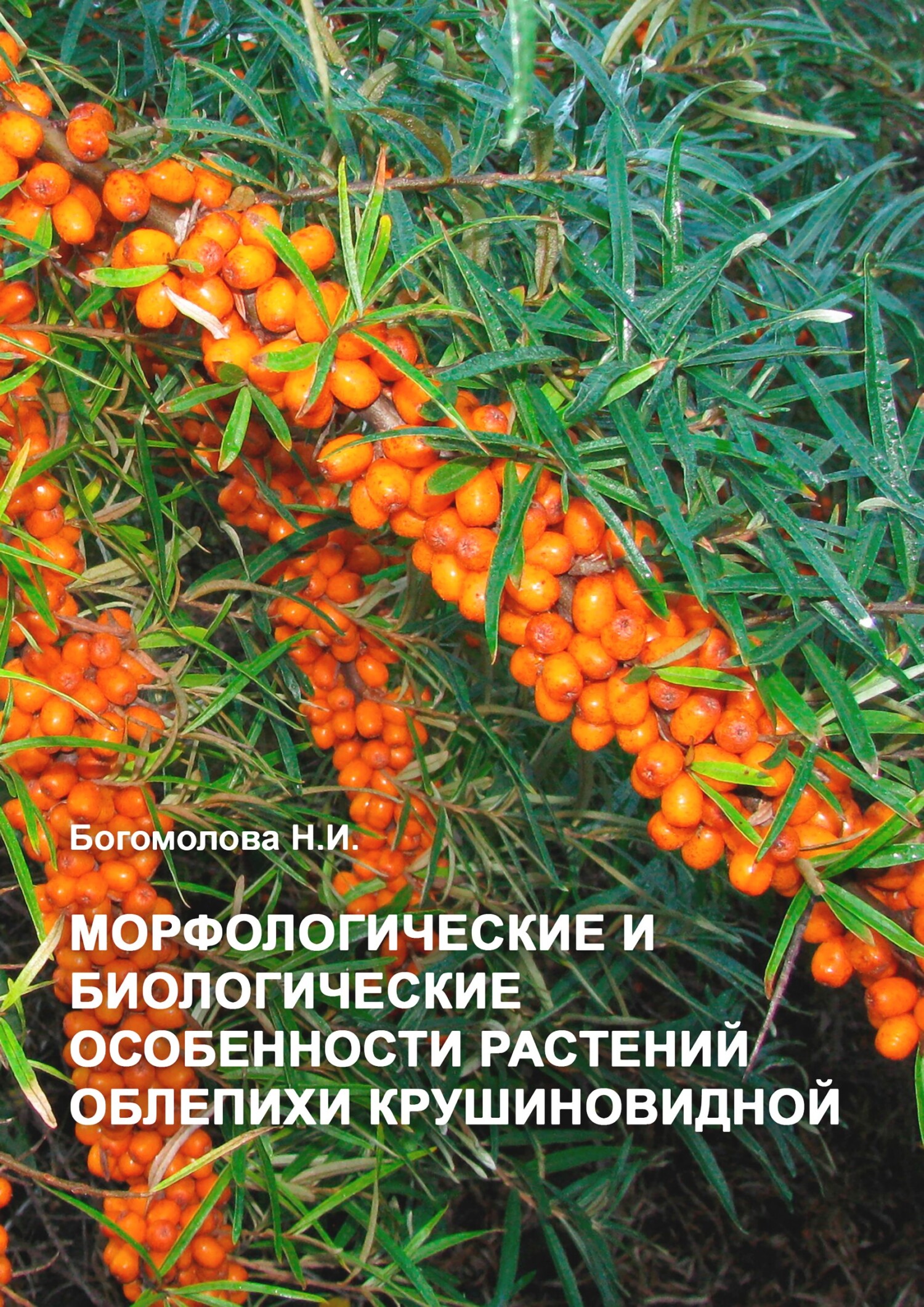 читать Морфологические и биологические особенности растений облепихи крушиновидной