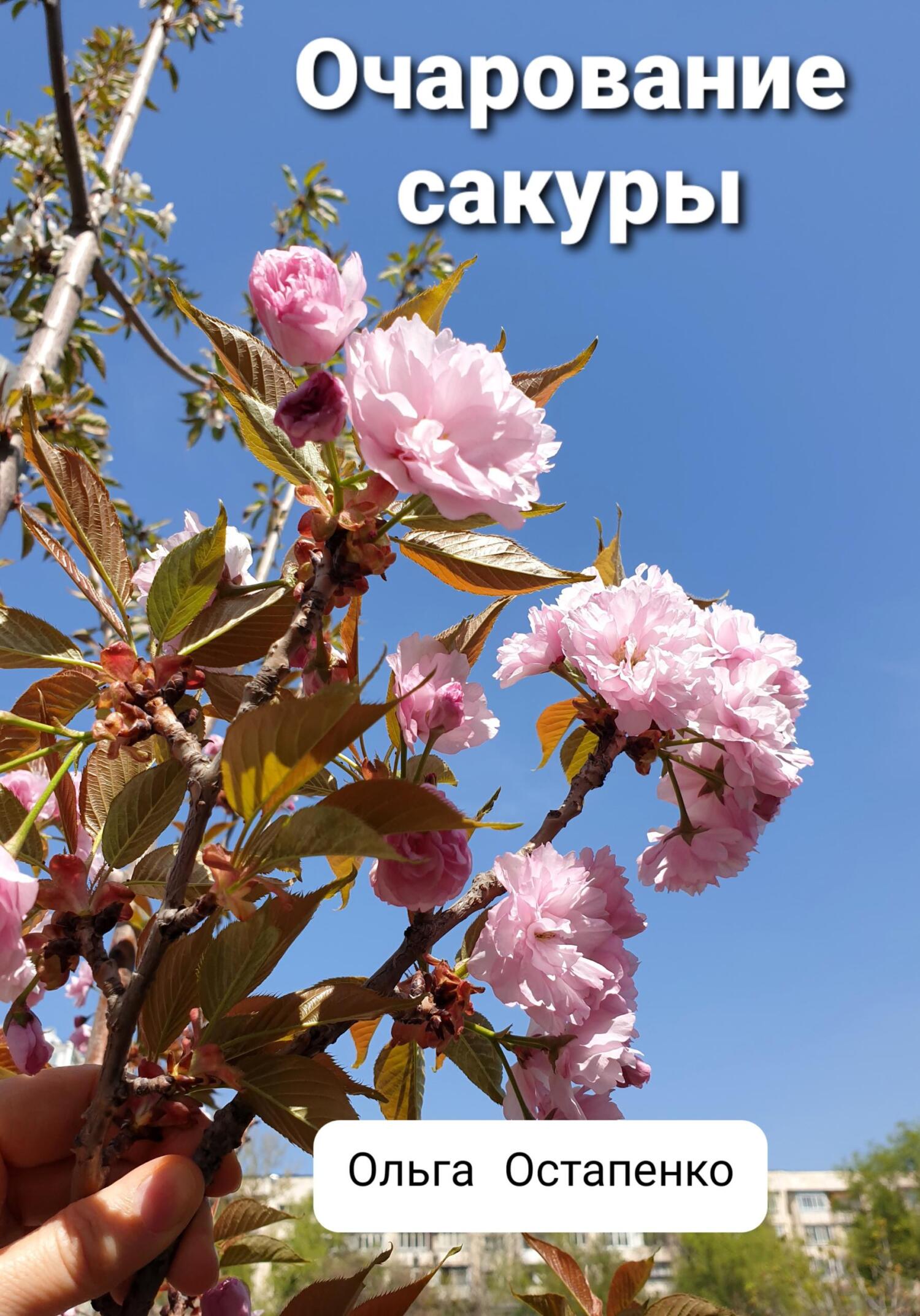 читать Очарование сакуры
