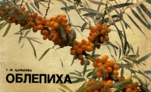 читать Облепиха